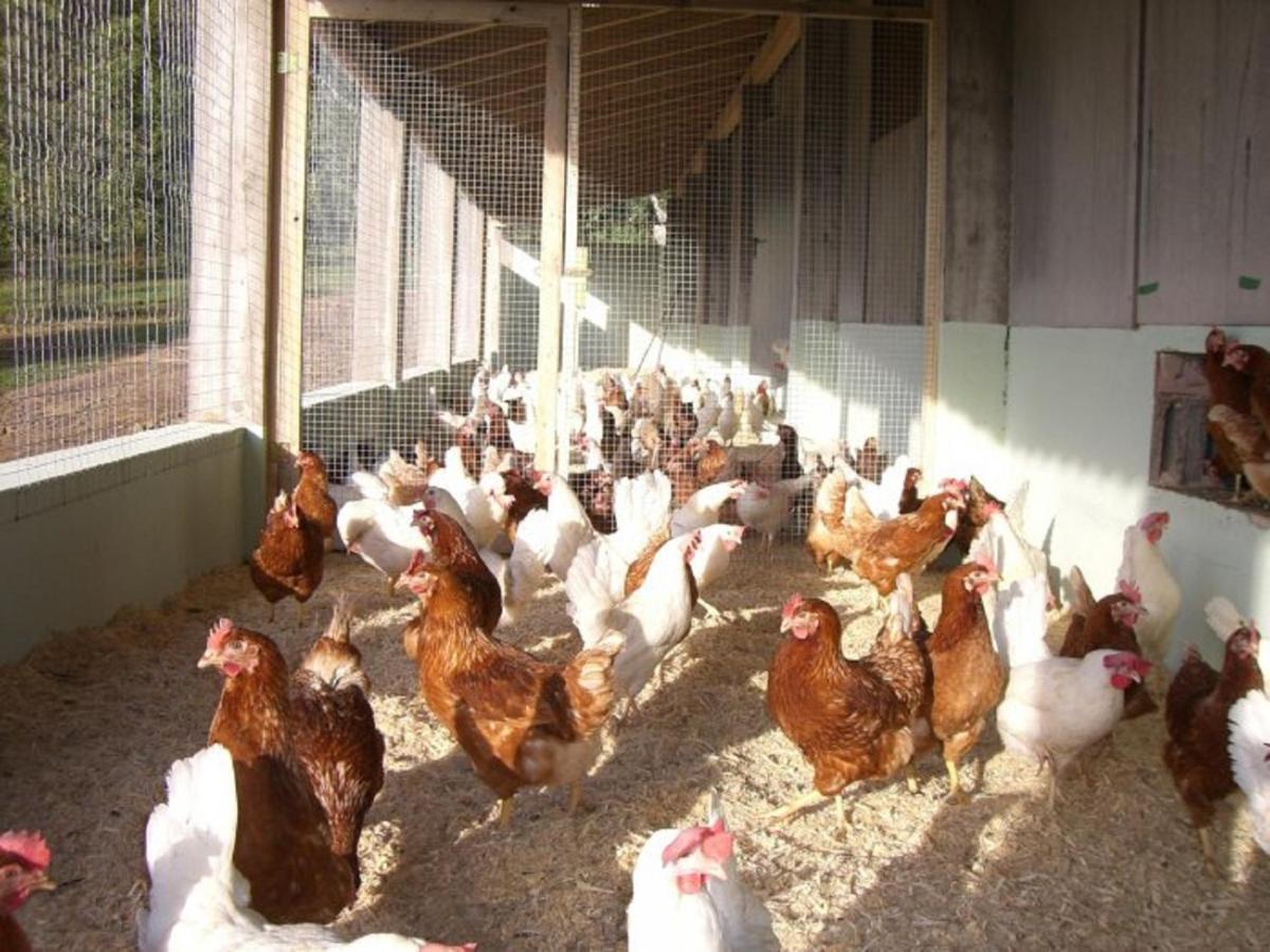 Ferienhof Pfeiffer Buchen  Zewnętrze zdjęcie